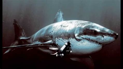 Everything You Need to Know About the Real Megalodon, an .